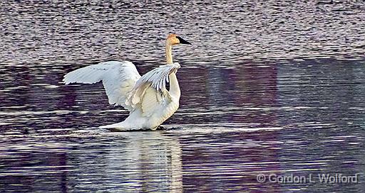 Stretching Swan_DSCF6637.jpg - Trumpeter Swan (Cygnus buccinator) photographed along the Rideau Canal Waterway at Smiths Falls, Ontario, Canada.